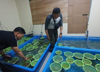 Ditpolair Baharkam Polri Amankan Para Pelaku Packing Basah dan Kering Benih Lobster