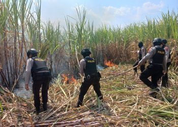 Lahan Tebu Kebakaran, Begini Kejadiannya