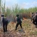 Lahan Tebu Kebakaran, Begini Kejadiannya