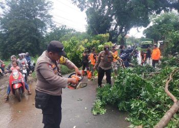 Hujan Deras dan Angin Melanda Wilayah Kudus, Ini Lho Pohon Tumbang