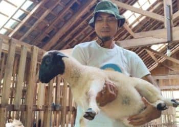 Hasil Peternak Domba, Kini Capai Puluhan Juta