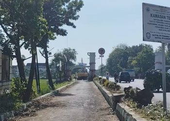 Pohon Tumbang! Masyarakat Melintas Bertanya-tanya, Apakah Jalan Mau Diperlebar?