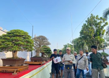 Pameran Bonsai Java Master 2025, Pati Jadi Panggung Bonsai Terbesar di Indonesia