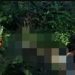 VIRAL! Mayat Tinggal Kerangka Ditemukan di Hutan Perhutani Pati