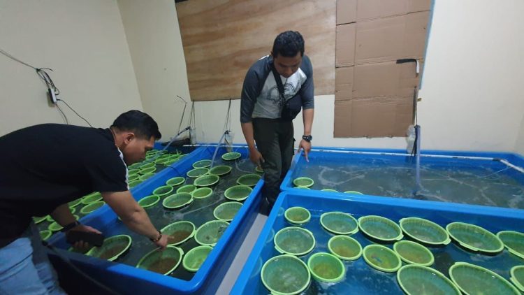 Ditpolair Baharkam Polri Amankan Para Pelaku Packing Basah dan Kering Benih Lobster