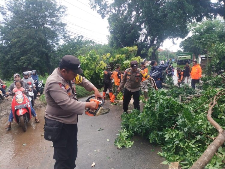 Hujan Deras dan Angin Melanda Wilayah Kudus, Ini Lho Pohon Tumbang