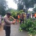 Hujan Deras dan Angin Melanda Wilayah Kudus, Ini Lho Pohon Tumbang