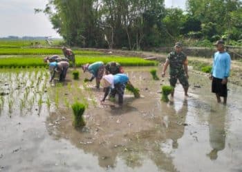 Dandim Pati : Pendampingan Berkelanjutan Kunci Sukses Pertanian Nasional