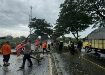 Tim Gabungan Evakuasi Pohon Tumbang di Jalan Lingkar Selatan Pati
