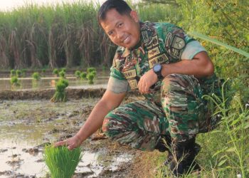 Hasil Panen, Dandim Pati Targetkan 10 Ton Per Hektar