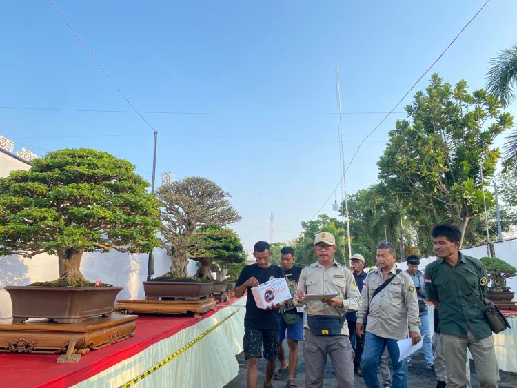 Pameran Bonsai Java Master 2025, Pati Jadi Panggung Bonsai Terbesar di Indonesia