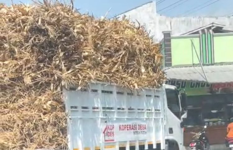 Viral! Truk Bantuan KDMP dari Presiden Prabowo Diduga Angkut Klobot Jagung