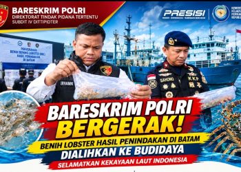 Cegah Penyelundupan ke Luar Negeri, Bareskrim Polri dan KKP Selamatkan Benih Lobster