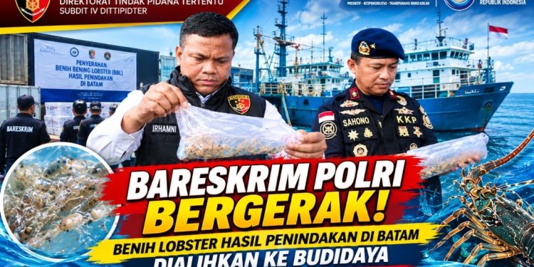 Cegah Penyelundupan ke Luar Negeri, Bareskrim Polri dan KKP Selamatkan Benih Lobster