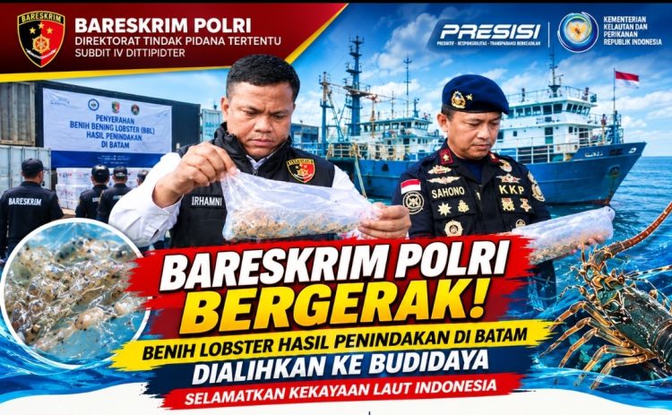 Cegah Penyelundupan ke Luar Negeri, Bareskrim Polri dan KKP Selamatkan Benih Lobster