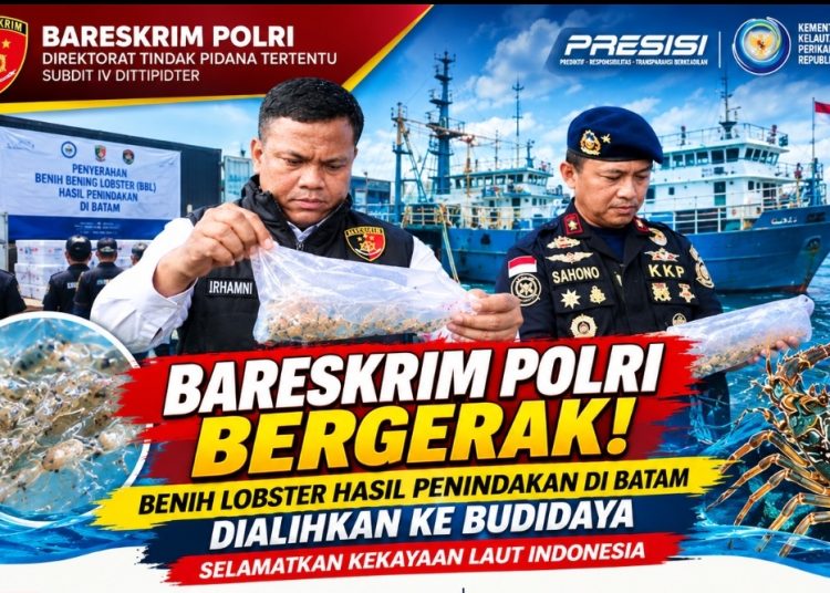 Cegah Penyelundupan ke Luar Negeri, Bareskrim Polri dan KKP Selamatkan Benih Lobster